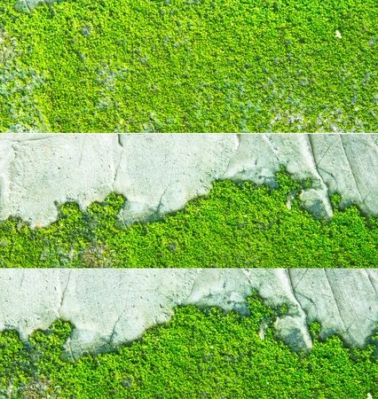 green moss on concrete wallの写真素材