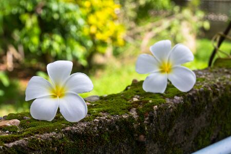 Plumeria on the green moss wallの写真素材