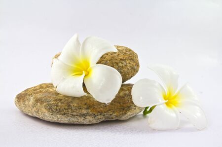 Tropical flower Plumeria alba  White Frangipani  on the rockの写真素材
