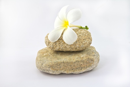 Tropical flower Plumeria alba  White Frangipani  on the rockの写真素材