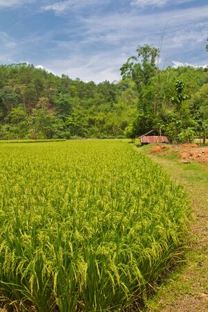 paddy riceの写真素材