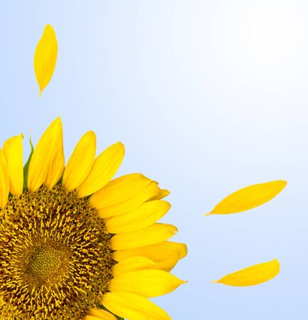 sunflower backgroundの写真素材