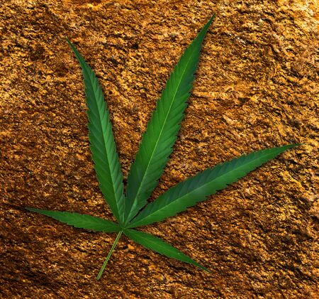canabis leaf on rock backgroundの写真素材