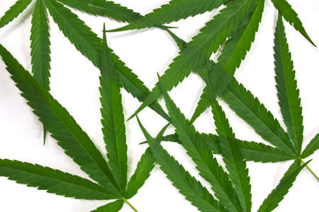 canabis leafの写真素材