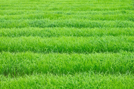 green grass backgroundの写真素材
