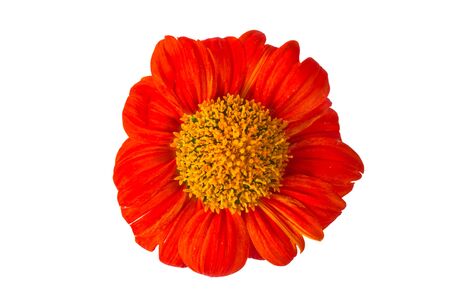 Tithonia rotundifolia   Mexican sunflower の写真素材