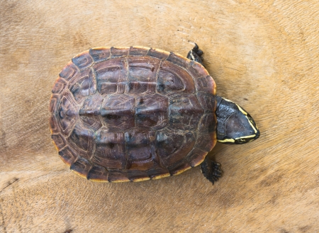 turtle on wooden backgroundの写真素材
