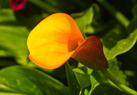 yellow anthuriumの写真素材