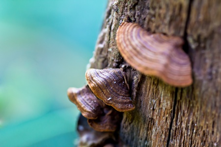 Mushrooms in the forest at Chaing Rai province, Thailandの写真素材
