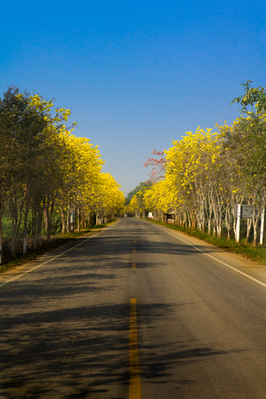 Golden tree Tallow pui on roadside with blue skyの写真素材