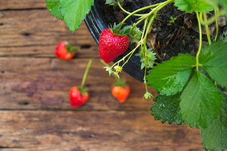 Close up of potted strawberry on wooden backgroundの写真素材