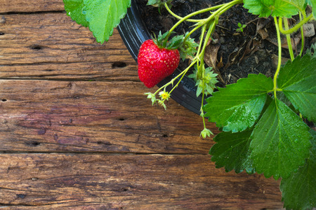 Close up of potted strawberry on wooden backgroundの写真素材