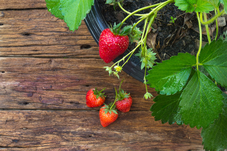 Close up of potted strawberry on wooden backgroundの写真素材