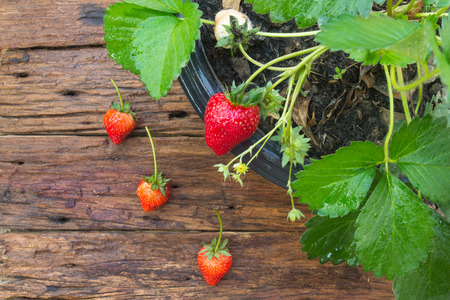 Close up of potted strawberry on wooden backgroundの写真素材