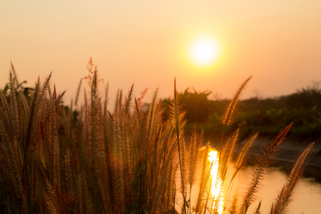 Pennisetum flower in warm sunset by the riverの写真素材