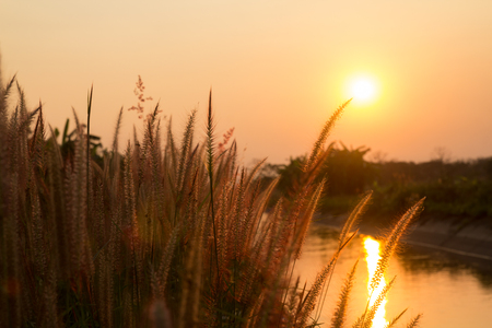 Pennisetum flower in warm sunset by the riverの写真素材