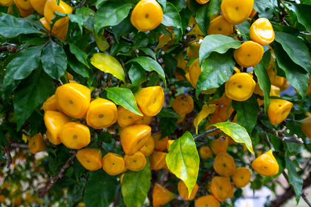 Pereskia bleo tree or wax rose flowers in the botanical gardenの写真素材