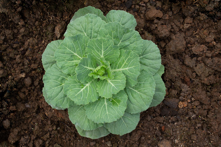 Cabbage (brassica oleracea) Planted for Ornamental on plantation.の写真素材