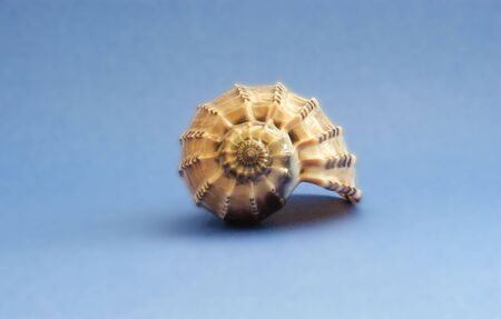 A brown sea shell on a blue backgound