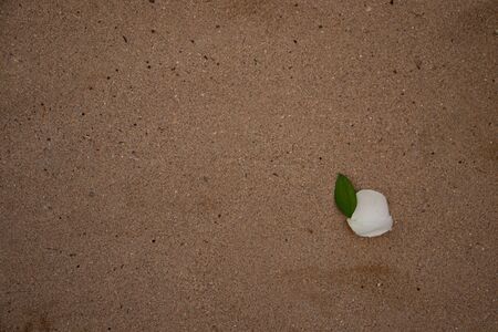 lonely rose petal in the sand
