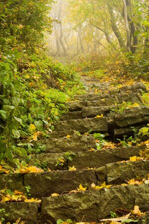 Autumn in the forest with yellow leavesの写真素材