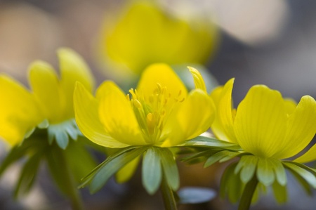 First flowers in springtime. Belongs to the family Ranunculaceae, the buttercup familyの写真素材
