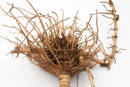 Cropped dry bamboo root in white background