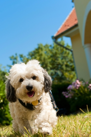 Havanais dog is walking in the gardenの写真素材