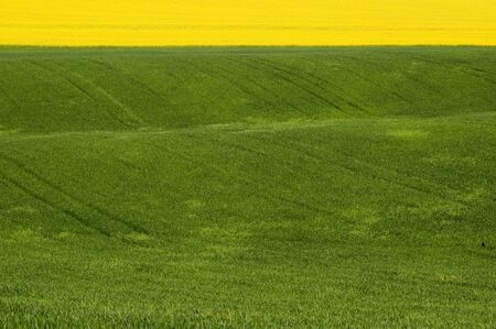 Landscape with blossoming colza and green wheatの写真素材