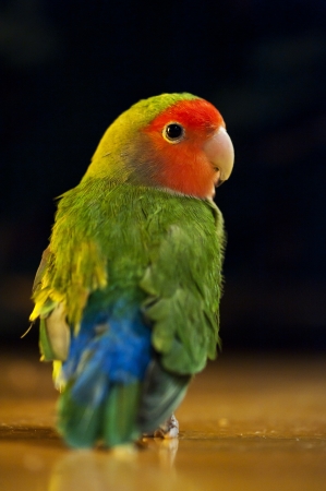lovebird is standing on the floor