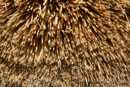 Detail of reed thatch