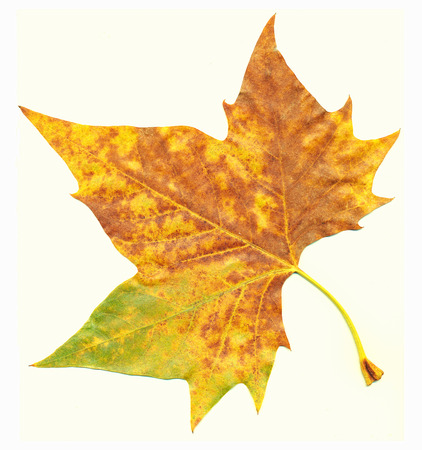 Maple leaf in autumn, Acer platanoidesの写真素材