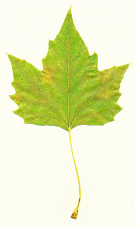 Maple leaf in autumn, Acer platanoidesの写真素材