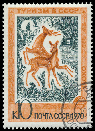 USSR - CIRCA 1970: A stamp printed in the USSR, shows deers, devoted to hunting in Russia, series Tourism in USSR, circa 1970 の写真素材