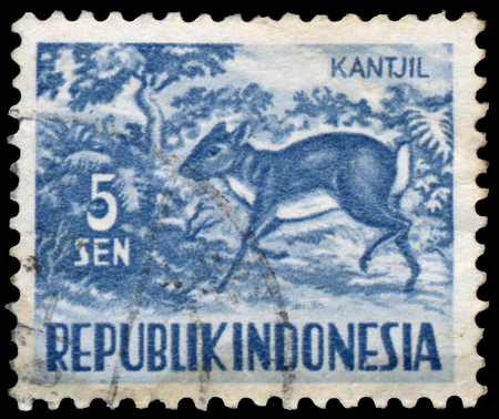 INDONESIA - CIRCA 1956: Stamp printed in Indonesia, shows Tragulus javanicus, series Animals, circa 1956のeditorial素材