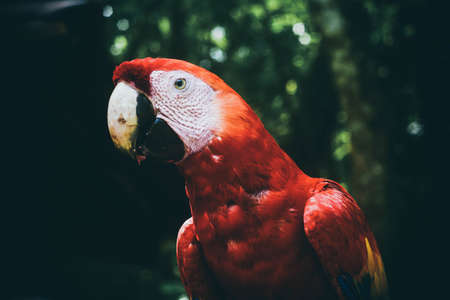 Scarlet Macaw feeding on watermelonの写真素材