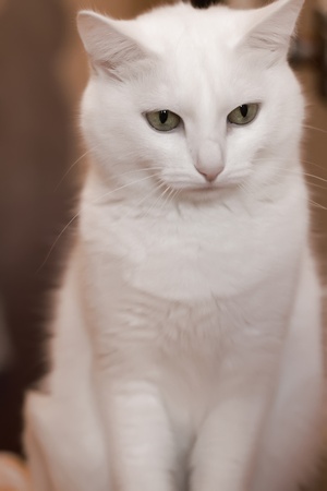 This is a white fluffy cat with long wool and very beautiful eyesの写真素材