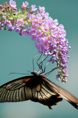 Tropical butterfly on a flower close-up