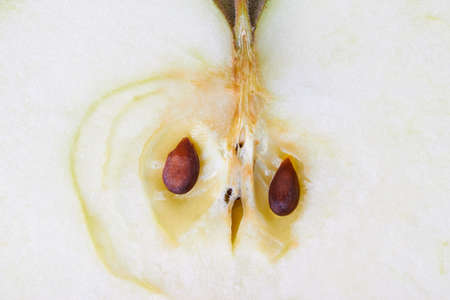 apple in the context of macro with seedsの写真素材