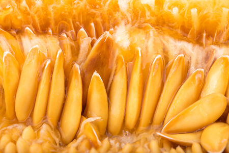 Yellow melon seeds closeup