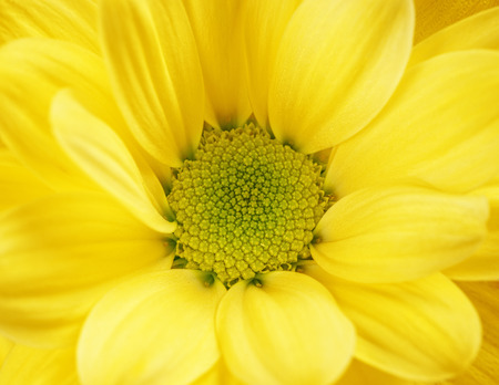 The yellow chrysanthemum flower, closeup, macroの写真素材