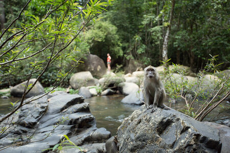 Macaques Monkey sitting on a rock by Jungle riverの写真素材