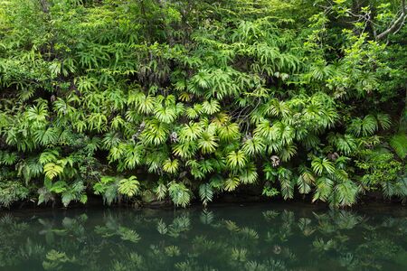 Tranquility of lush green Jungle vegetationの写真素材