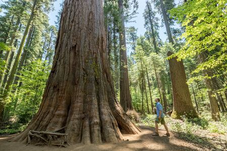Man standing looking at huge ancient Redwood Tree, Calaveras Big Tree State Park, California, United Statesの写真素材