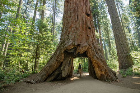 Man standing looking at huge ancient Redwood Tree, Calaveras Big Tree State Park, California, United Statesの写真素材