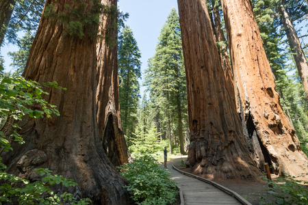 Man looking at big Redwood trees in Calaveras Big Tree State park, Senora, United Statesの写真素材