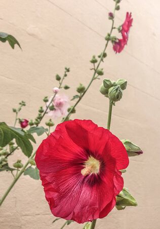 Beautiful red wallflowerの素材