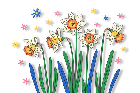 Narcissus flowers on white background. Spring flowers.の写真素材