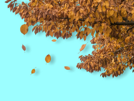 Autumn leaves on a tree. Isolated on blue background.の写真素材