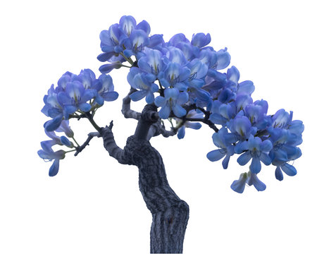 Blue wisteria tree isolated on white background. 3d illustrationの写真素材